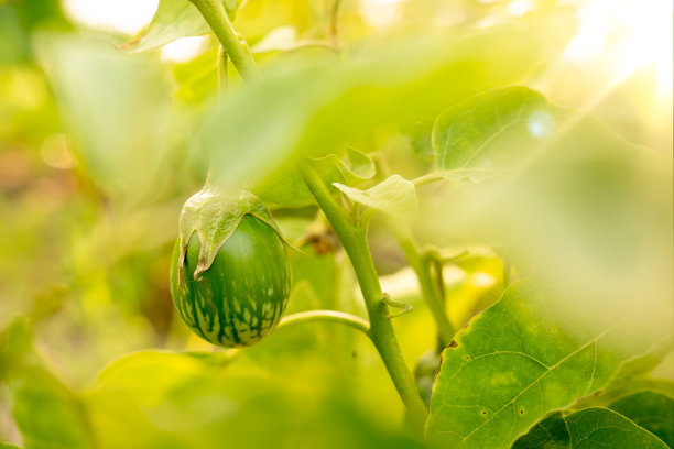 有机泰国茄子蔬菜在绿色自然田园阳光的背景下图片下载
