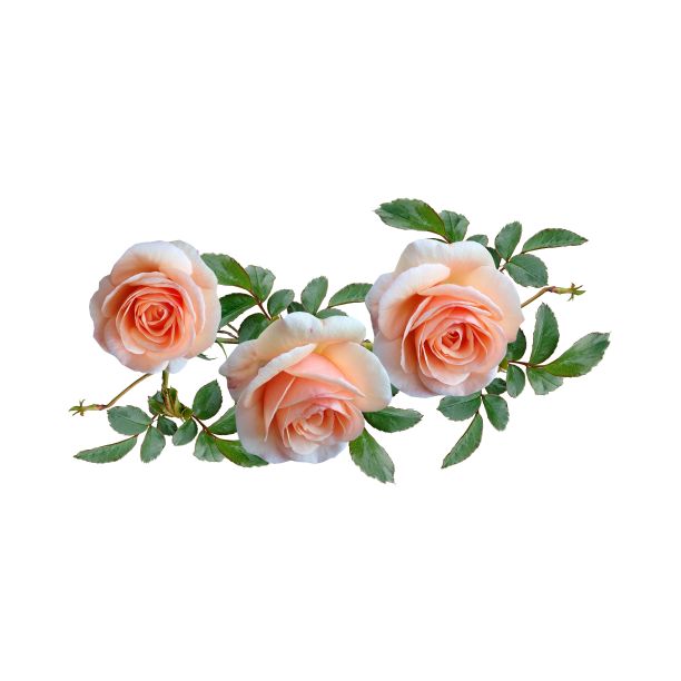 玫瑰花图片下载