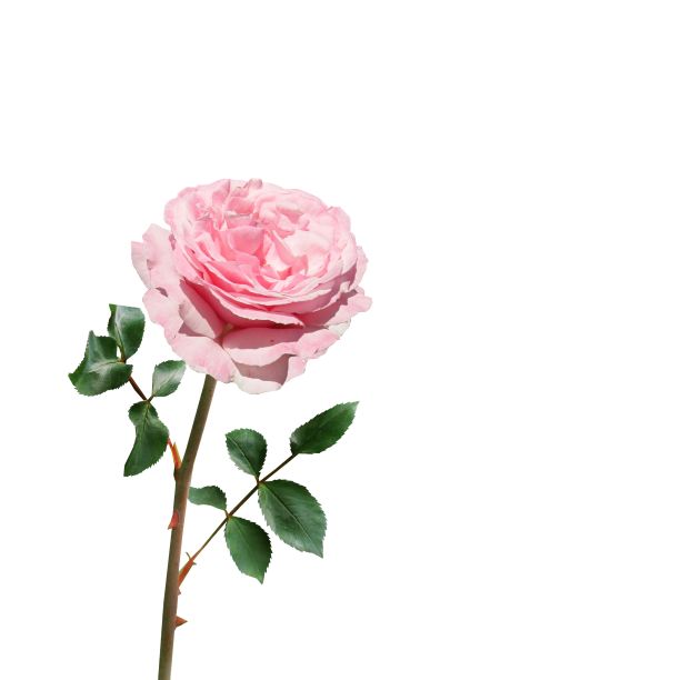 玫瑰花图片下载