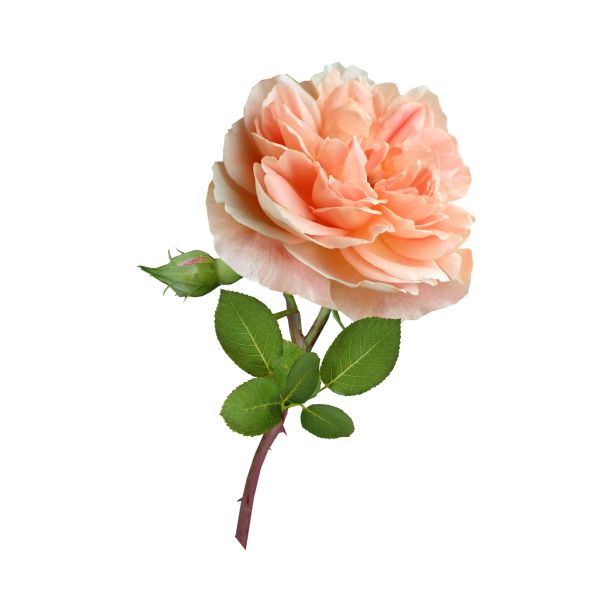 玫瑰花图片下载