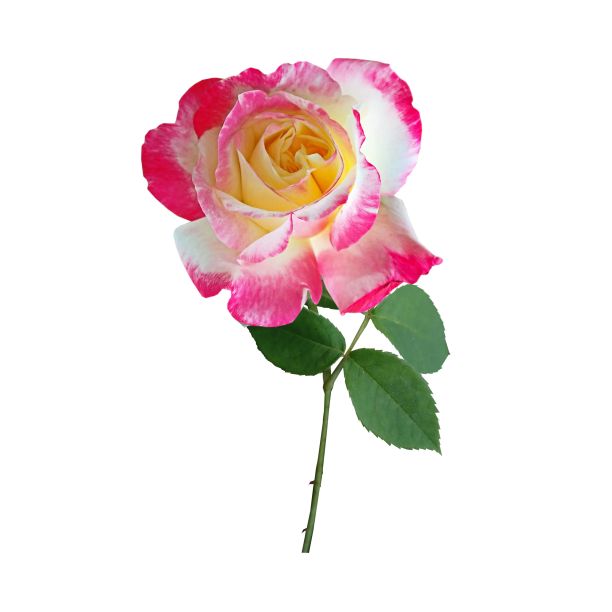 玫瑰花图片下载