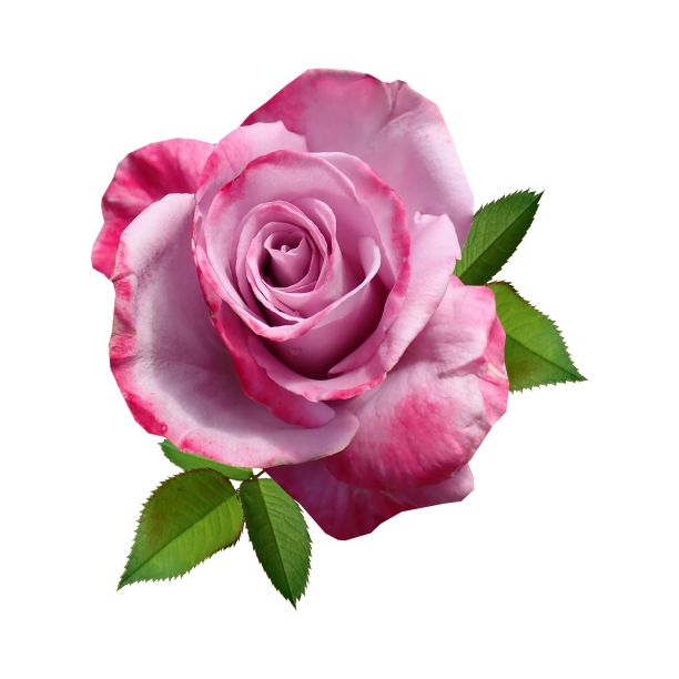 玫瑰花图片下载