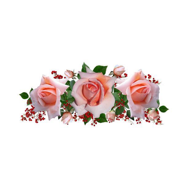 玫瑰花图片下载