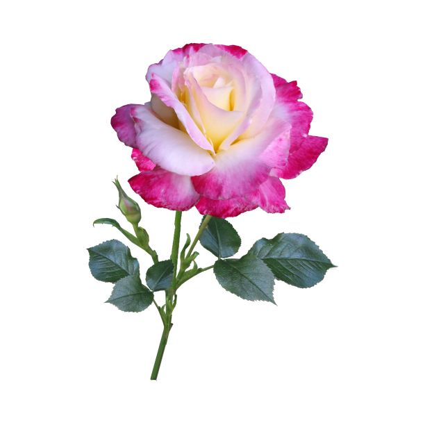 玫瑰花图片下载