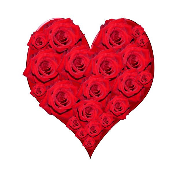 玫瑰花图片下载