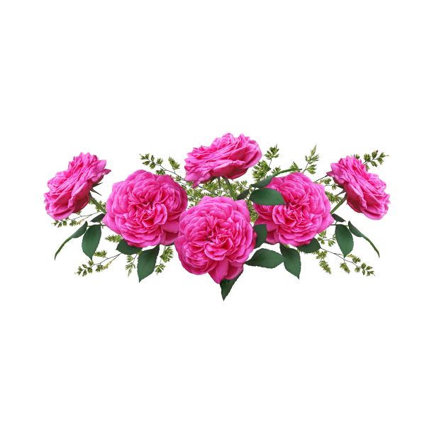 玫瑰花图片下载