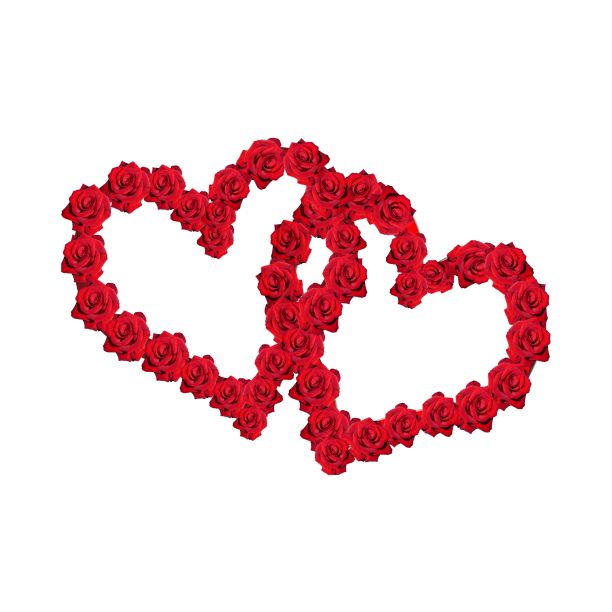 玫瑰花图片下载