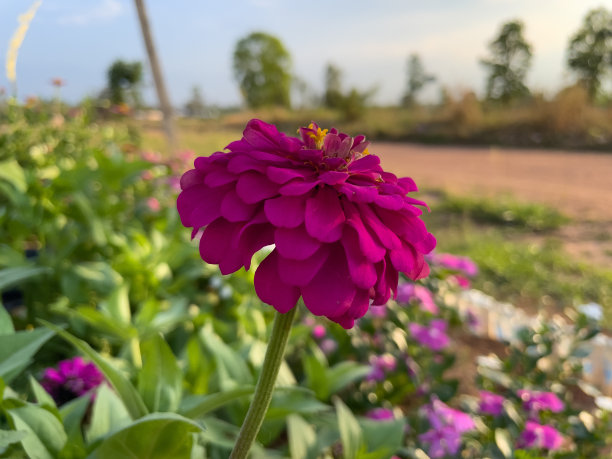 花园里有深粉红色的花。图片下载