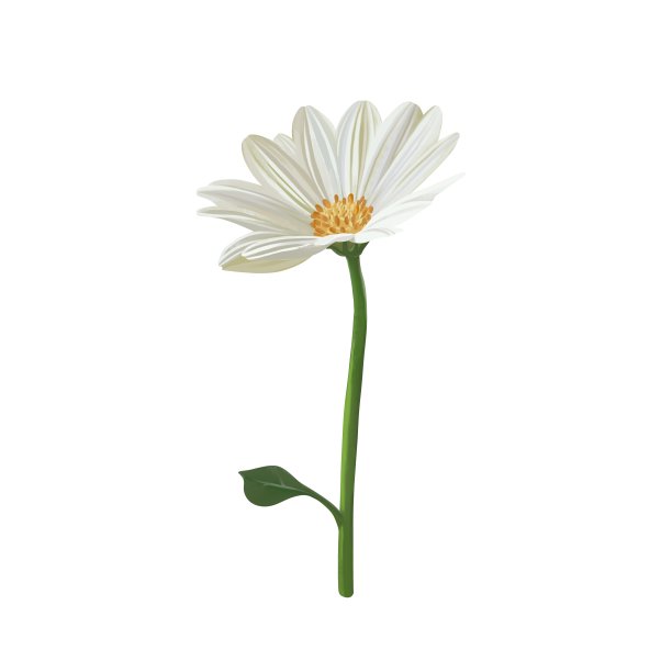 亮白色骨菜1轮不划线图片下载