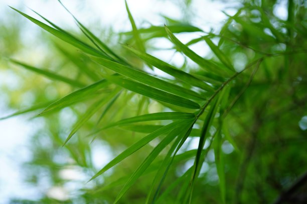 新鲜的竹叶图片下载