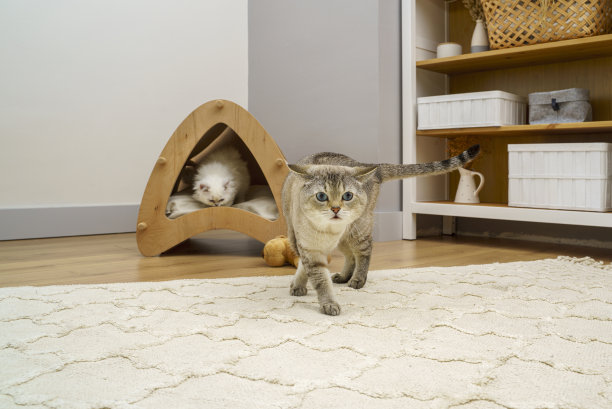 可爱毛茸茸的苏格兰折耳猫和暹罗猫在家里玩耍图片下载