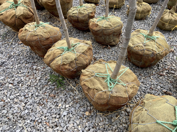 苗圃内用粗麻布包裹有根球的树木图片下载