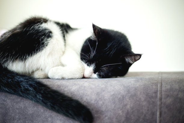 猫睡觉图片下载