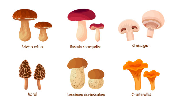 一套新鲜的蘑菇在白色的背景。向量蜂蜜蘑菇，白蘑菇，橡木，牛肝菌，鸡油菌，杂色伞，香槟，红菇，鸽子readovka卡通风格。图片下载
