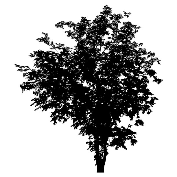 树的轮廓图片下载