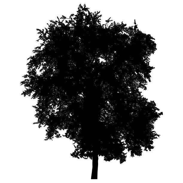 树的轮廓图片下载