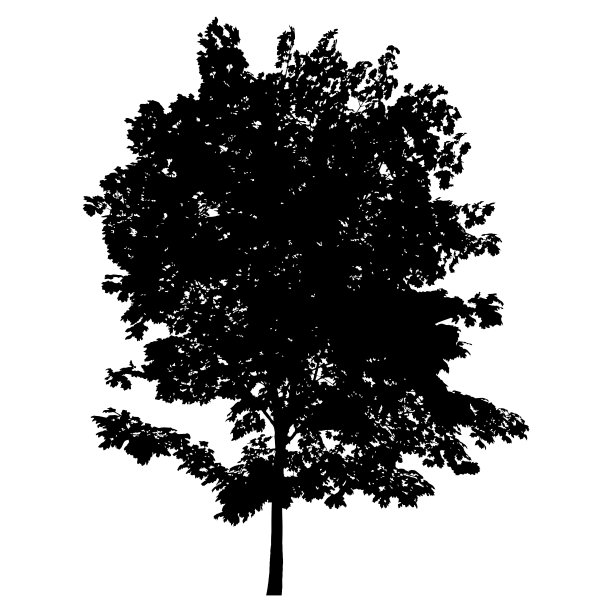 树的轮廓图片下载