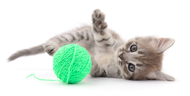 小猫和毛线团。图片下载