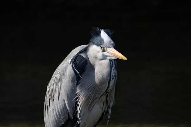 一只大鸟站在水的一半，寻找鱼和吃。一种美丽的动物，有着极其美丽整洁的羽毛。图片下载