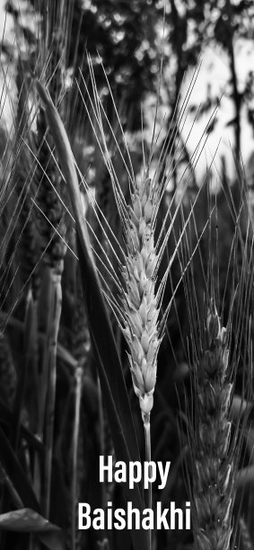 快乐Baisakhi庆祝。住棚节快乐图片下载