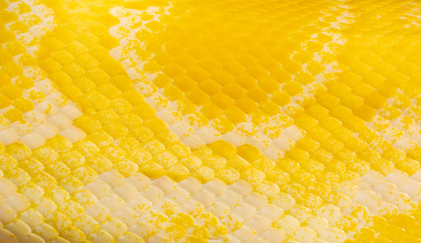 金色蟒蛇的尺度纹理，近距离观看金色蟒蛇(python bivittatus)皮肤纹理，金色蟒蛇的尺度，纹理。黄蛇皮带白色条纹的活黄蛇的皮黄金网状python图片下载