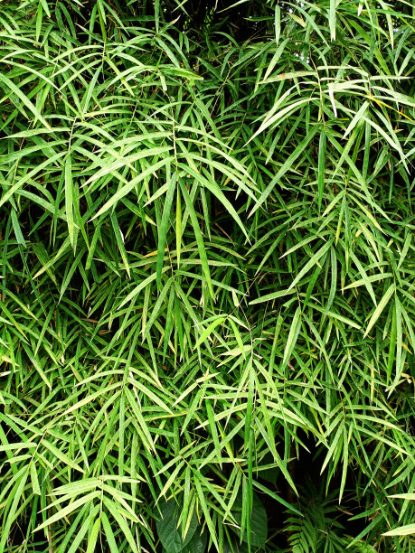 茂密的丛林树叶和细竹叶重叠图片下载