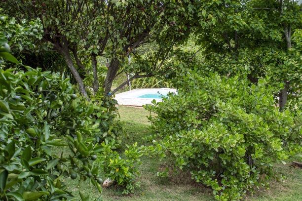 带泳池的房子，热带花园，蓝天，云朵和树木。图片下载