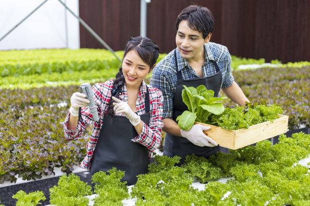 亚洲当地农民检查水的ph值，同时种植自己的绿色橡树沙拉生菜在温室使用水培水系统有机的方法为自己的家庭企业图片下载