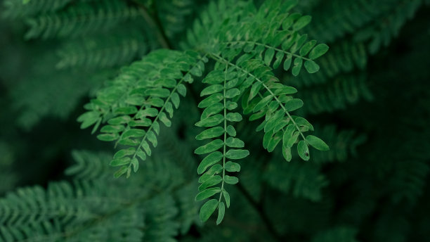 高大翠绿的野草，适合大自然主题。页面的网站。绿草软焦微距照片。浅景深。图片下载