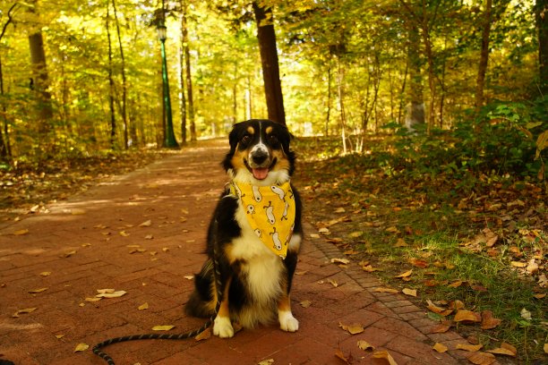 一只快乐的狗坐在印第安纳大学图片下载