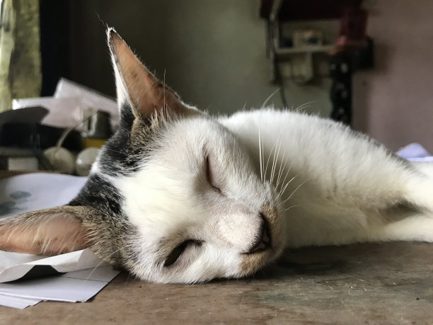 美丽的白色可爱的猫为传单，海报，广告等图片下载