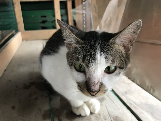 美丽的白色和黑色可爱的猫选择性焦点为传单，海报，广告等图片下载