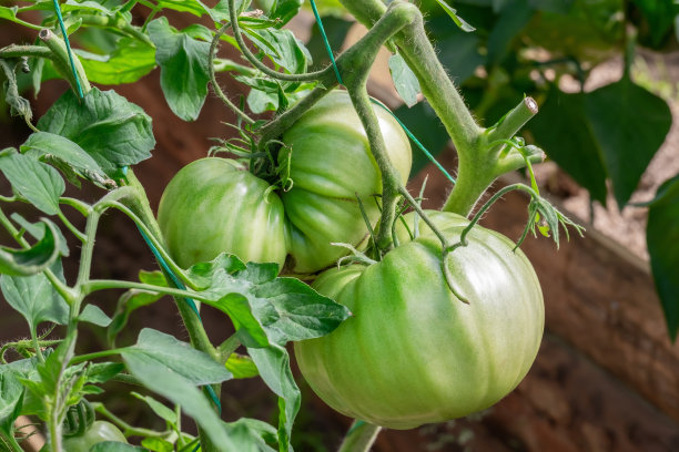 绿色未成熟的西红柿生长在温室的树枝上，特写图片下载