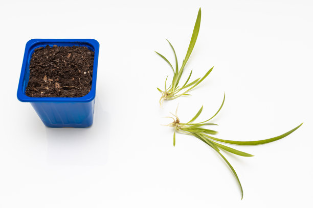 一个带幼苗的小罐子，旁边有一棵芽图片下载