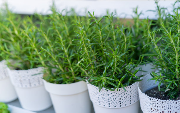 鲜花市场与新鲜迷迭香香草在花盆图片下载