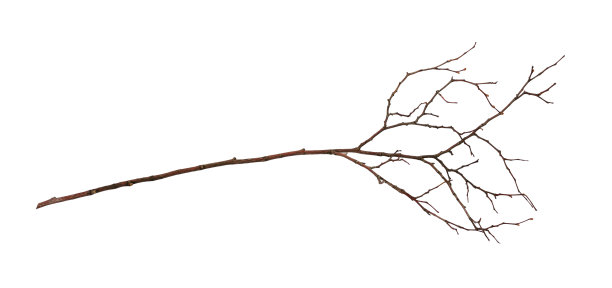 干树枝孤立图片下载