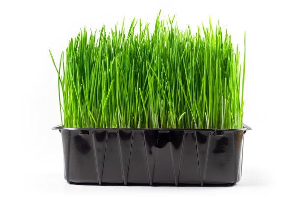 绿色的草地为动物在白色的背景上。图片下载