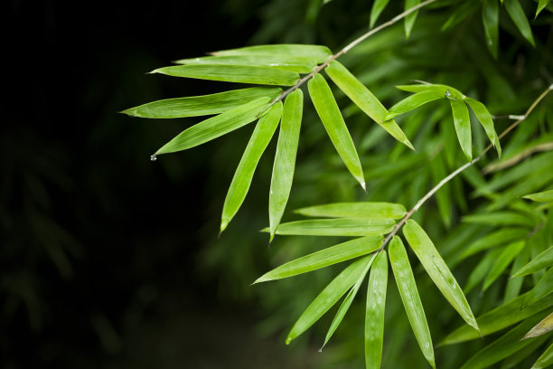 竹叶在黑色的背景图片下载