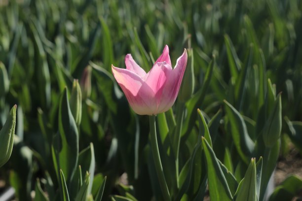 近距离的红色，白色，黄色郁金香图片下载