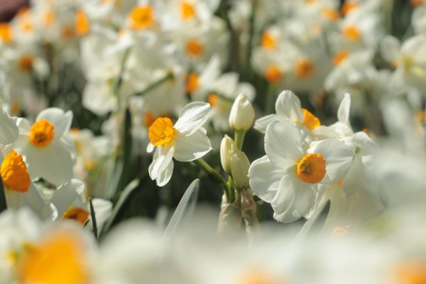 水仙花和野生水仙花图片下载