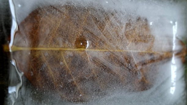 冰冻的叶子图片下载