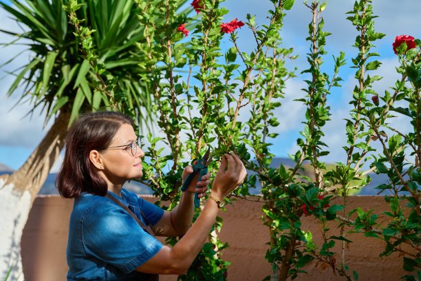 一个女人在花园里用修枝机修剪木槿花丛图片下载