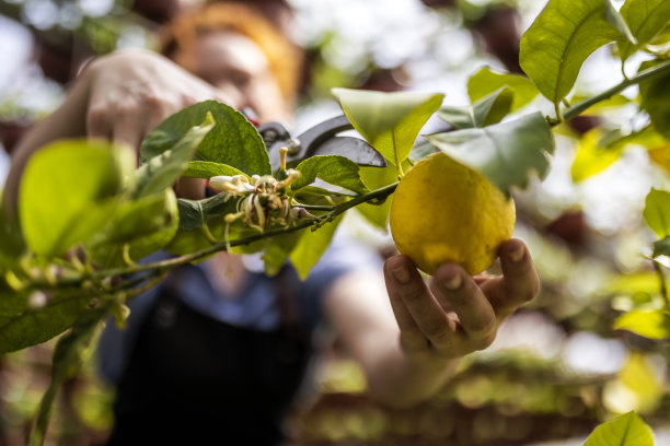 皮克尼格柠檬图片下载