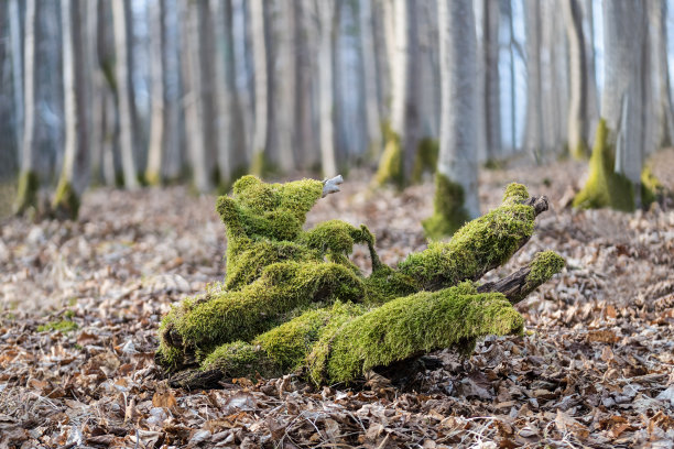 在冬天的森林里被干燥的落叶覆盖的苔藓木片的特写图片下载