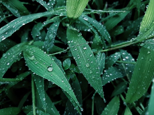 雨滴和野生植物图片下载
