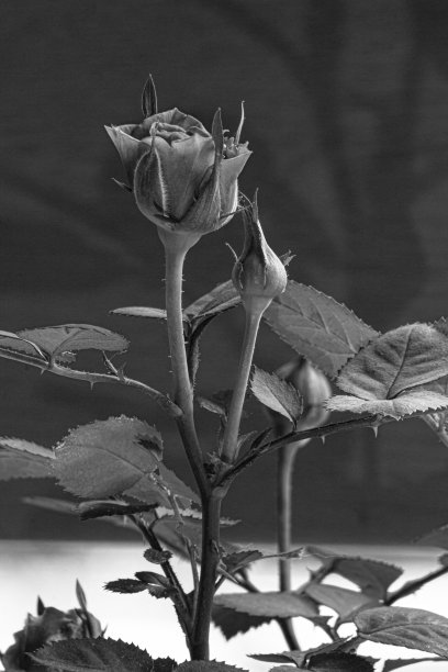 红玫瑰黑白肖像图片下载