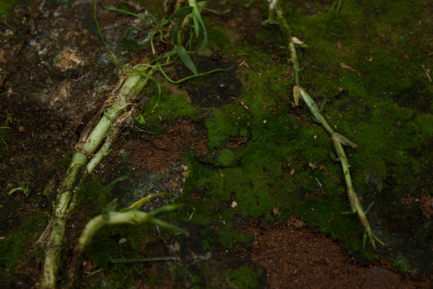 两根绿槽模具图片下载