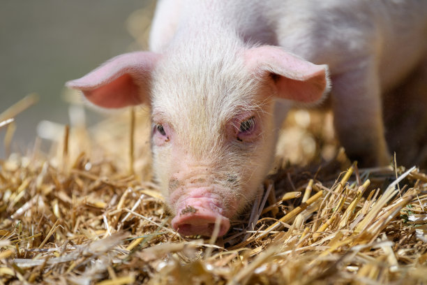 在养猪场干草和稻草上的小猪图片下载