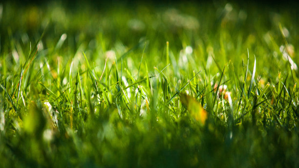 自然绿色草坪背景与选择性焦点。修剪的草，保养得很好。图片下载