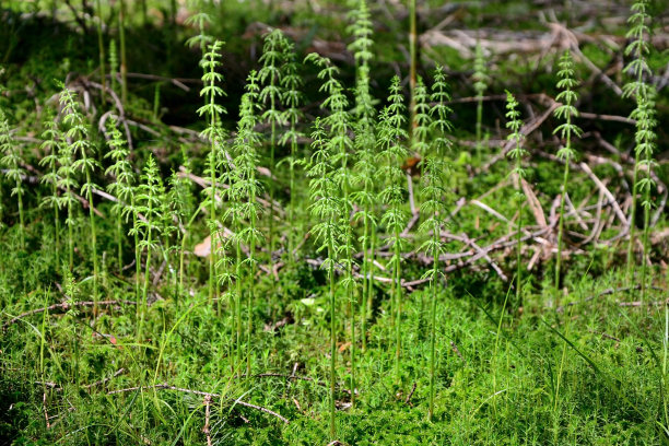 古代植物作为春天的背景，称为马尾图片下载